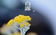 白露养生 从争“蜂”吃“醋”开始