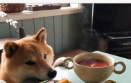 日本柴犬陪主人吃饭的照片火了，把网友萌得老泪纵横